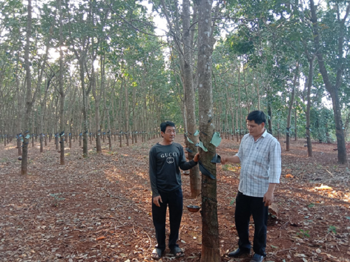 Chi hoi truong Chi hoi nong dan guong mau o xa Cu A Mung 1